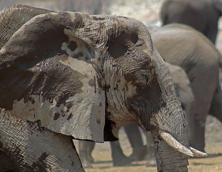 Elefant, Tier, Säugetier, Wild, Lumb