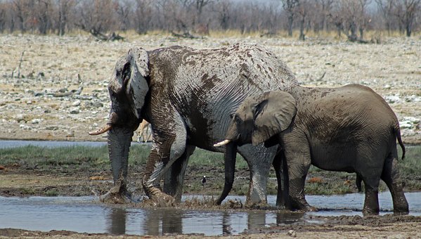 Elefanten, Afrika, Natur, Tierwelt