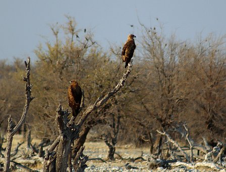 Adler, Vögel, Tiere, Sitzend, Federn