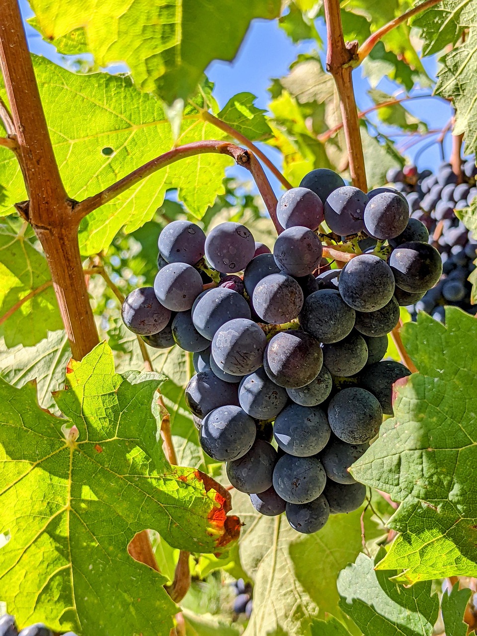 Grapes Fruits Food Free photo on Pixabay Pixabay