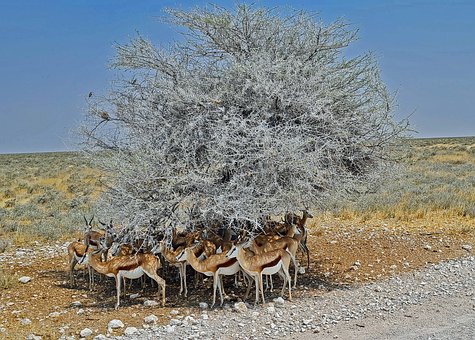 Springbock, Antilope, Namibia, Afrika