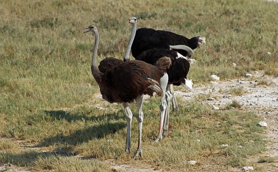 Strauß, Safari, Namibia, Afrika, Wenig