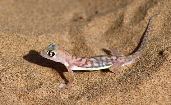 Sandgecko, Gecko, Namibia, Namib, Wüste