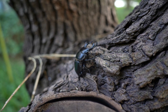 Free Beetle Spade Beetle photo and picture