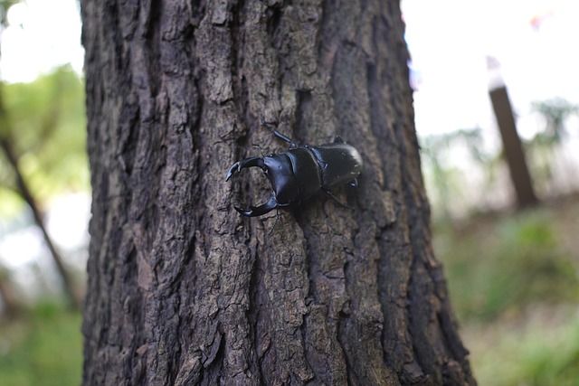Free Beetle Spade Beetle photo and picture