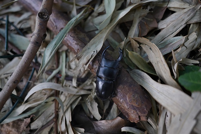 Free Beetle Spade Beetle photo and picture