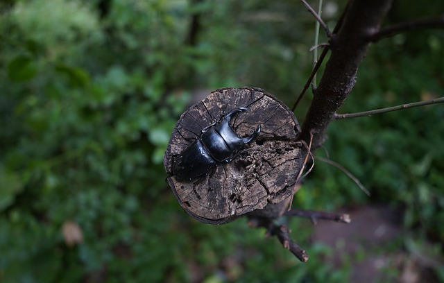 Free Beetle Spade Beetle photo and picture