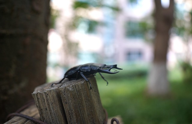 Free Beetle Spade Beetle photo and picture