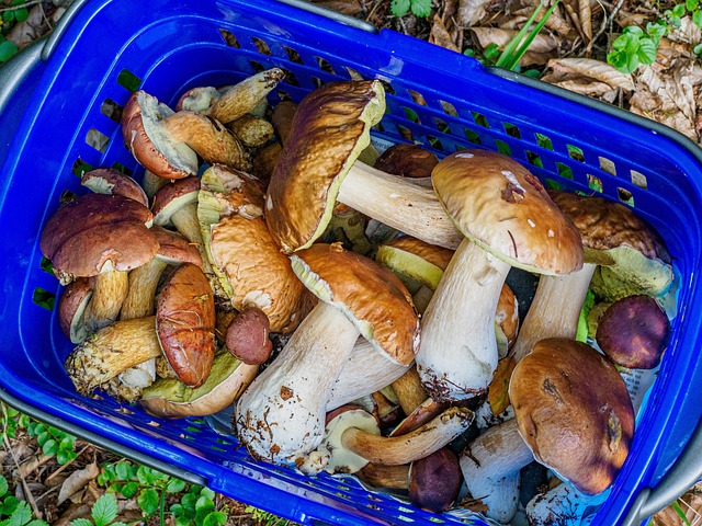 Free Mushrooms Boletus photo and picture