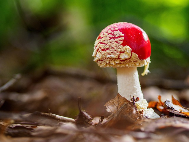 Free Mushroom Plant photo and picture