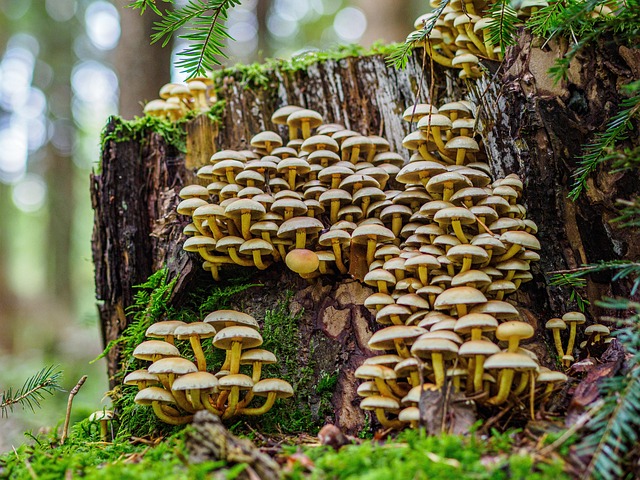 Free Mushrooms Plants photo and picture