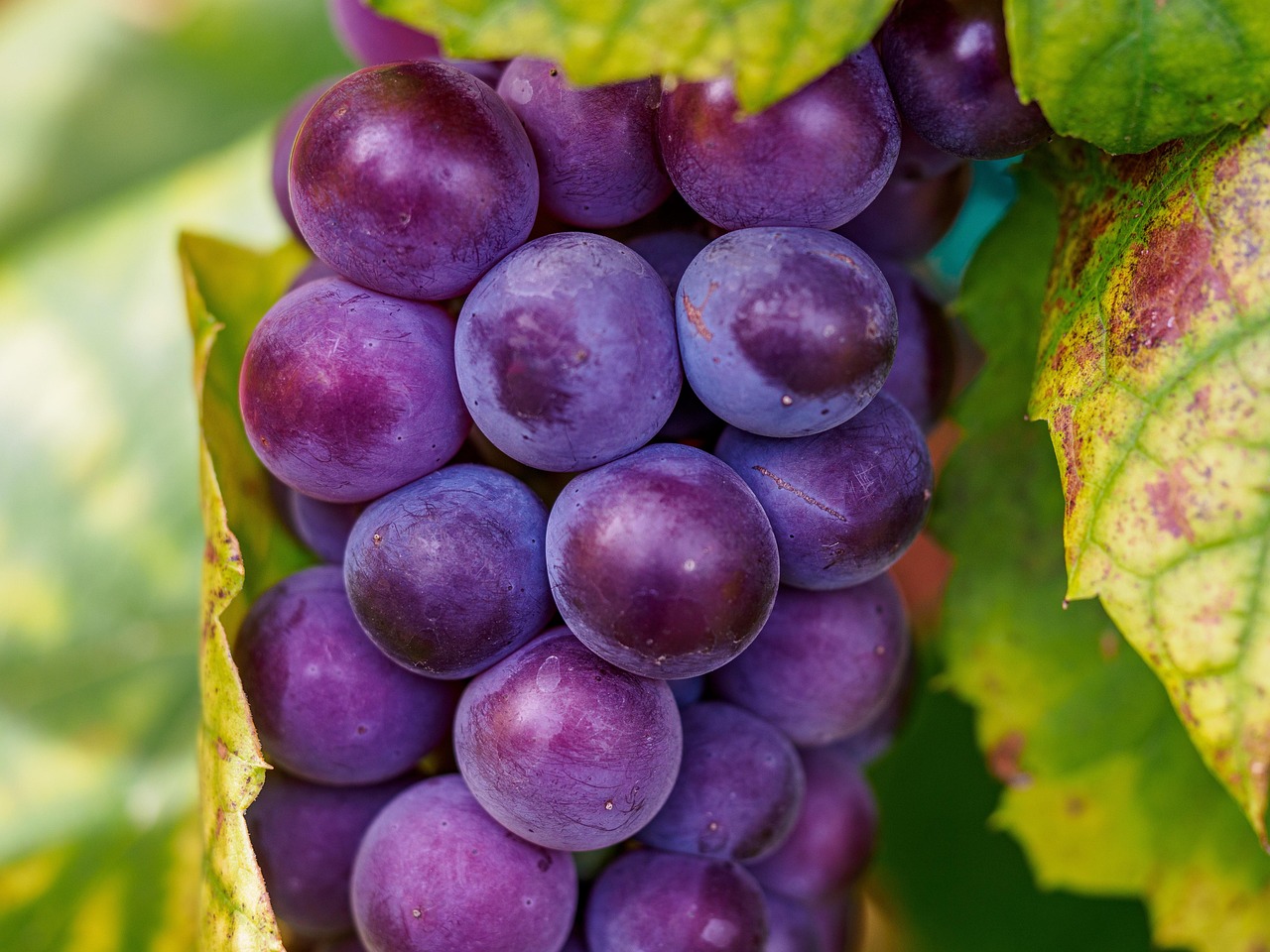 Grapes Fruit Or Vegetable At Miguelina Cotten Blog