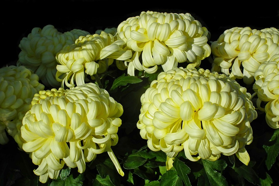 Chrysanthemums Flowers Yellow Free photo on Pixabay