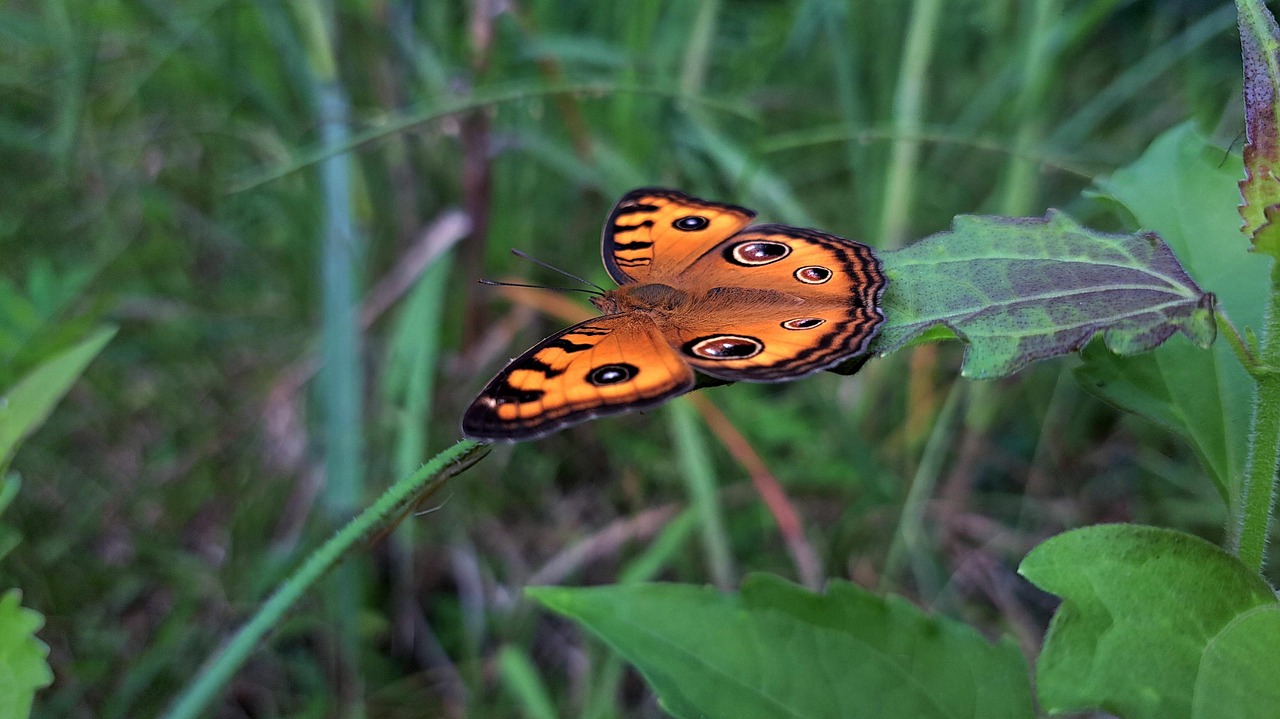Insect Butterfly Entomology - Free photo on Pixabay - Pixabay