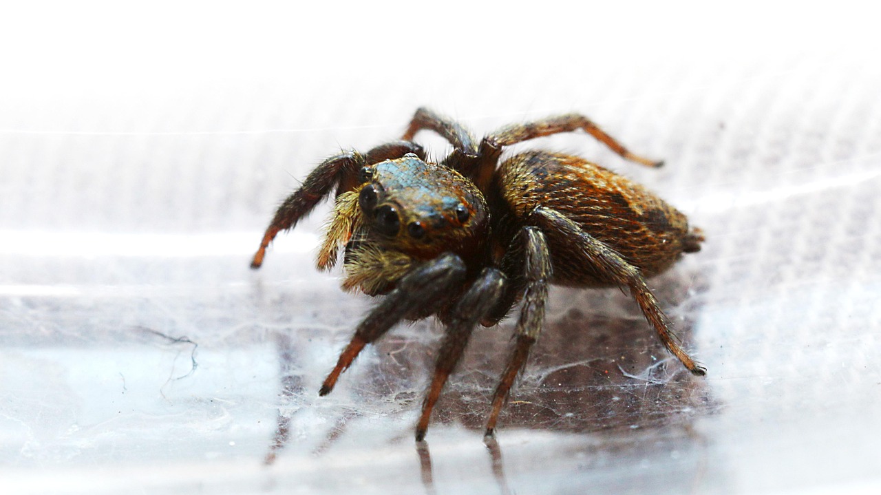 Macro Macrophotography Spider - Free photo on Pixabay - Pixabay