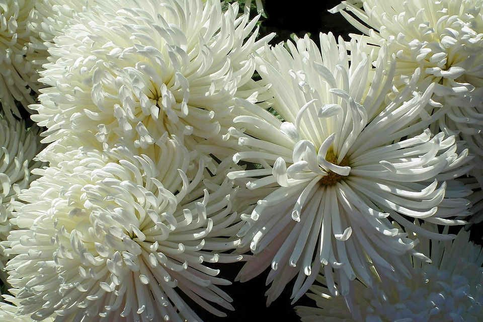 Chrysanthemums Flowers White Free photo on Pixabay