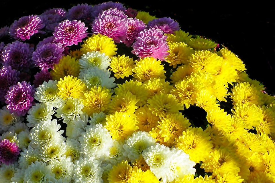 Chrysanthemums Flowers Garden Free photo on Pixabay