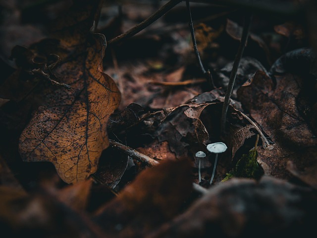 Free Fungi Mushrooms photo and picture