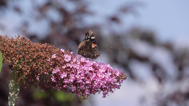 Bestuiving, Bloeien, Vlinder, Plantkunde