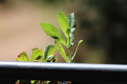 Plante, Grøn, Blade, Balkon, Natur