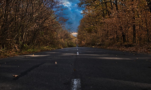 Free Nature Forest photo and picture