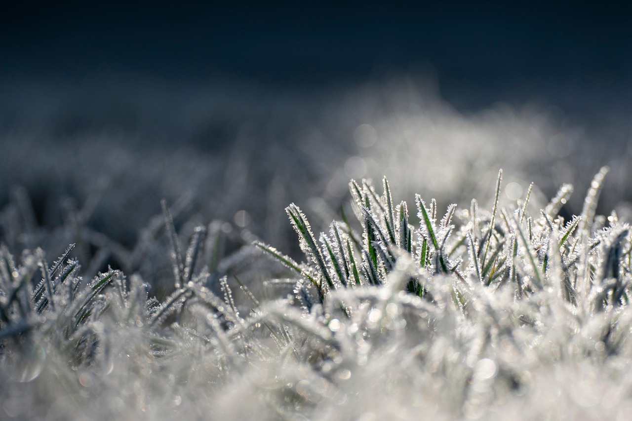 Icing Grass Morning Frost Free photo on Pixabay Pixabay