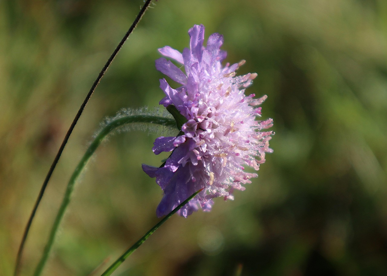 Knautia Arvensis Tau Wiese Kostenloses Foto auf Pixabay Pixabay