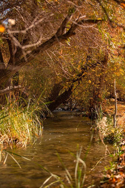 Herbst, Wasser, Baum, Natur, Die Natur