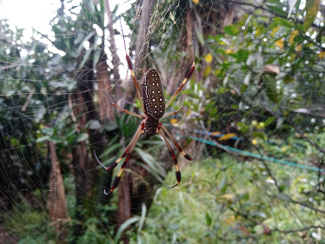 Free Spider Insects photo and picture