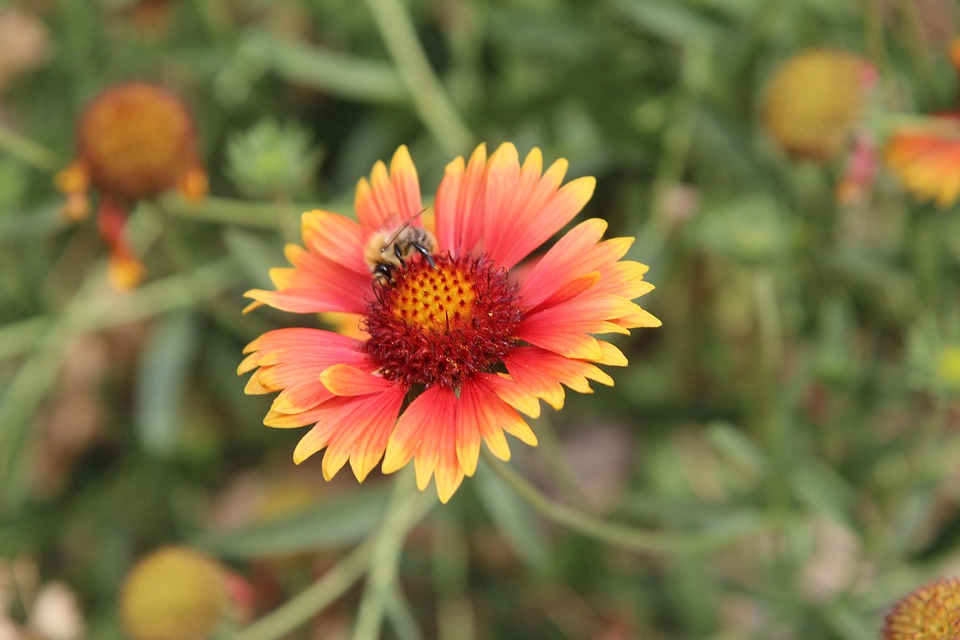 Cheeky Insect Bee - Free photo on Pixabay - Pixabay