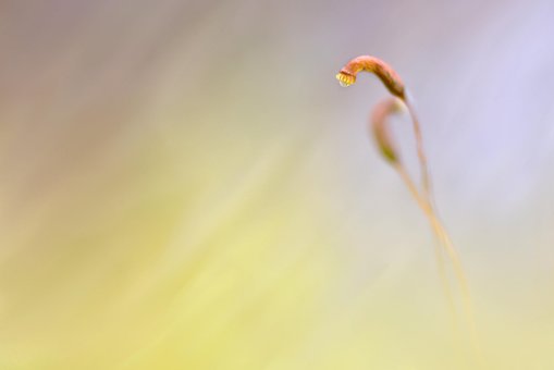 Free Macro Nature photo and picture
