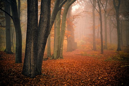 Floresta, Natureza, Outono, Cores