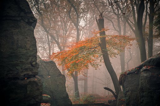 Skog, Natur, Steiner, Tre, Høst, Tåke