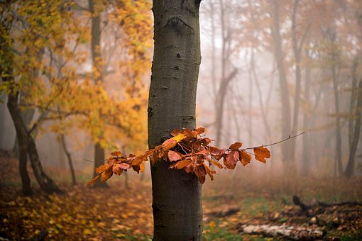 Floresta, Árvore, Galho, Natureza