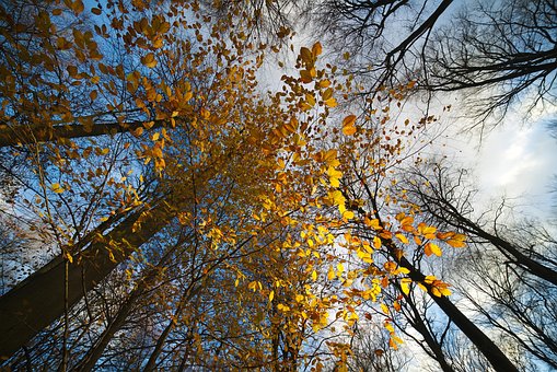 Free Forest Nature photo and picture