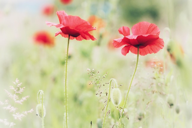 Flores, Amapola, Rojo, Naturaleza