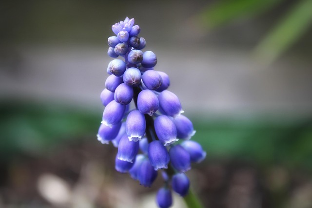 Naturaleza, Azul, Flor, Botánica