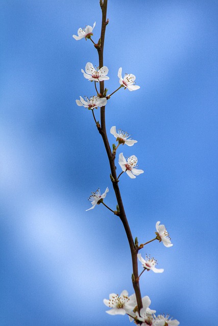 Florecer, Flor, Botánica, Bloom