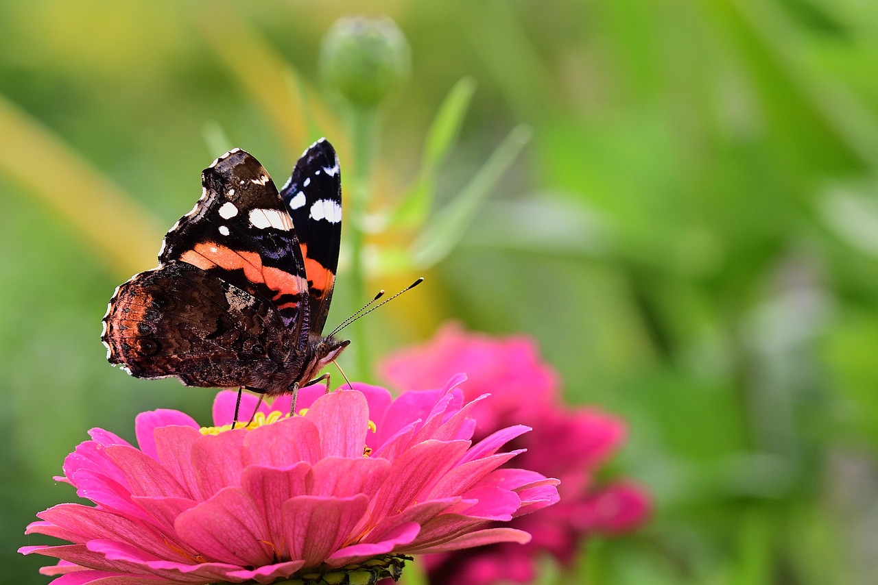 Mariposa Almirante De Cerca Foto gratis