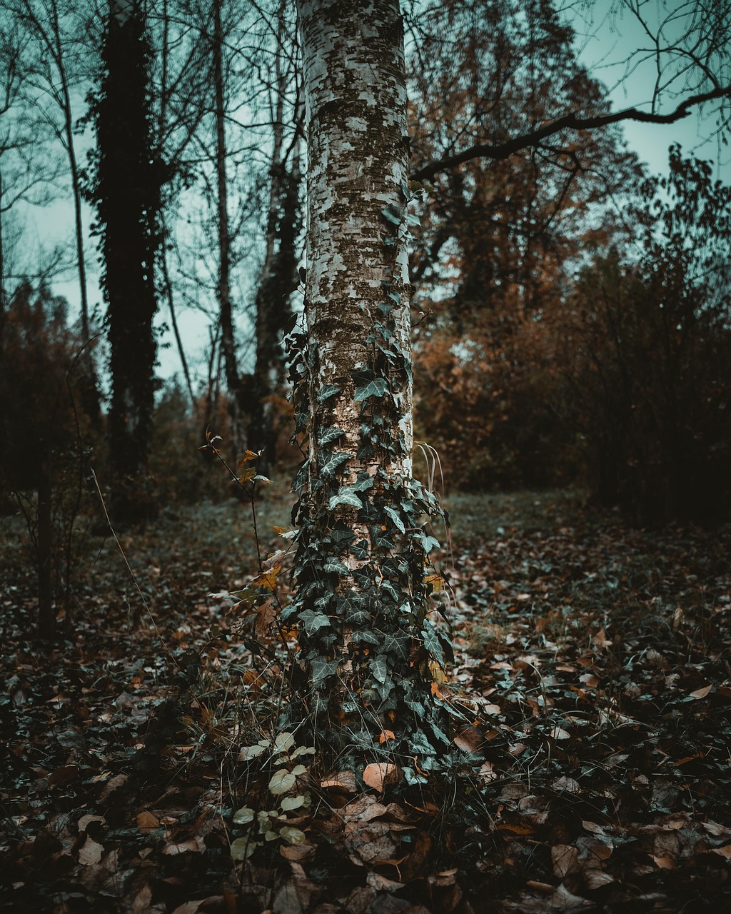 一颗树 自然 木头 - Pixabay上的免费照片 - Pixabay