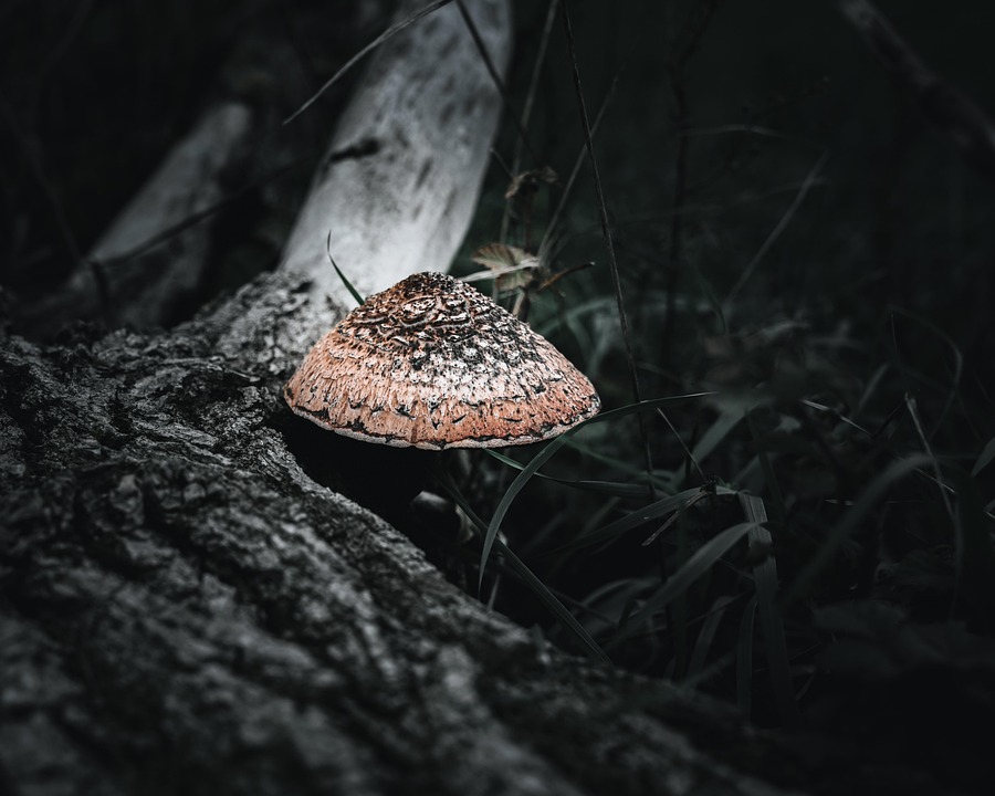 一颗树 自然 木头 - Pixabay上的免费照片
