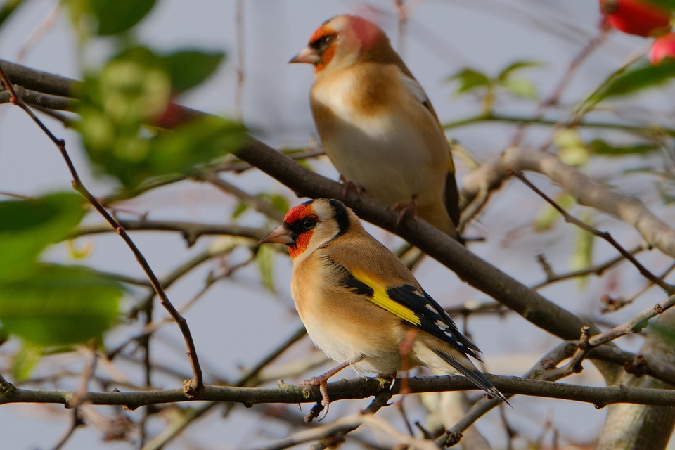 Goldfinch Bird Finch - Free photo on Pixabay