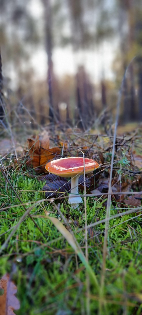 Wandaufkleber-Set Herbstwald, 8 Bögen Mit Tieren & Bäumen – Wiederverwendbar, Für Fenster & Wände