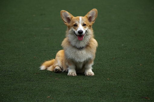 Free Dog Green Background photo and picture