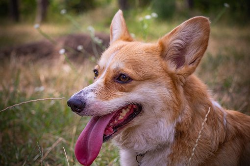 Free Corgi Dog Portrait photo and picture