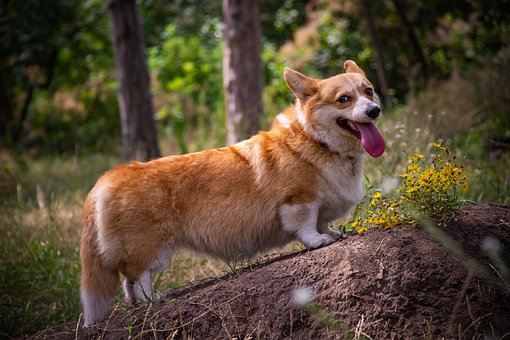 Free Dog Corgi photo and picture