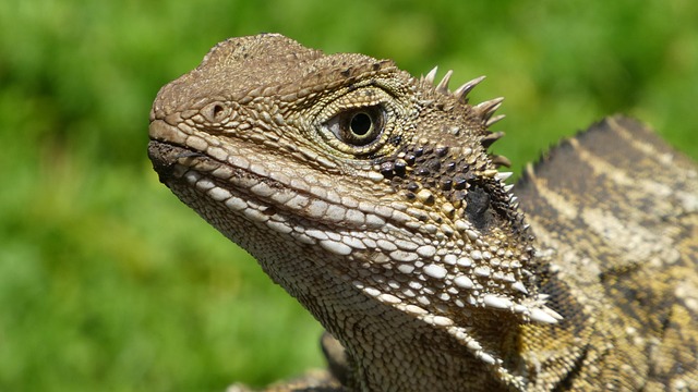 Free Reptile Gecko photo and picture