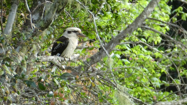 Free Bird Nature photo and picture