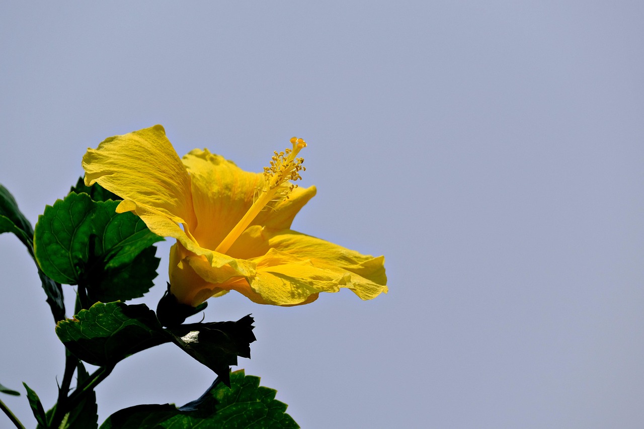 4,000+ Free Hibiscus & Nature Images - Pixabay