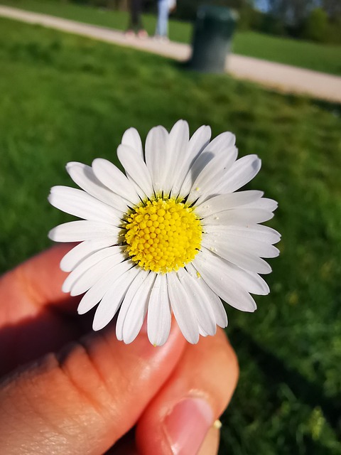 Natura, Floare, Margaretă, Mână, Galben